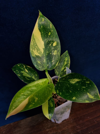 Philodendron Green Congo Variegata
