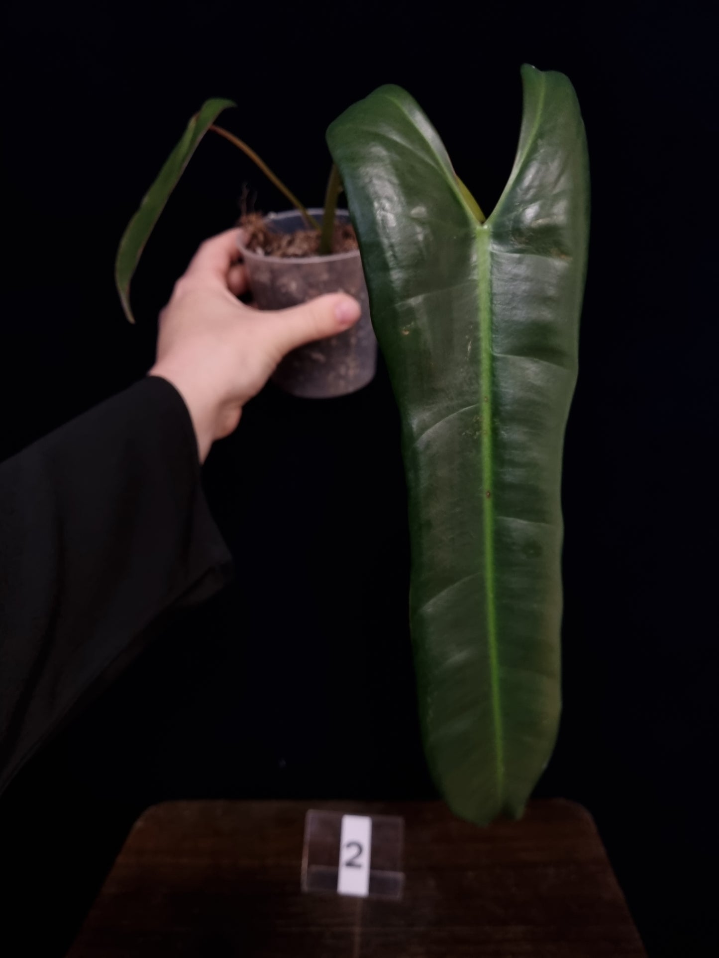 Philodendron Atabapoense