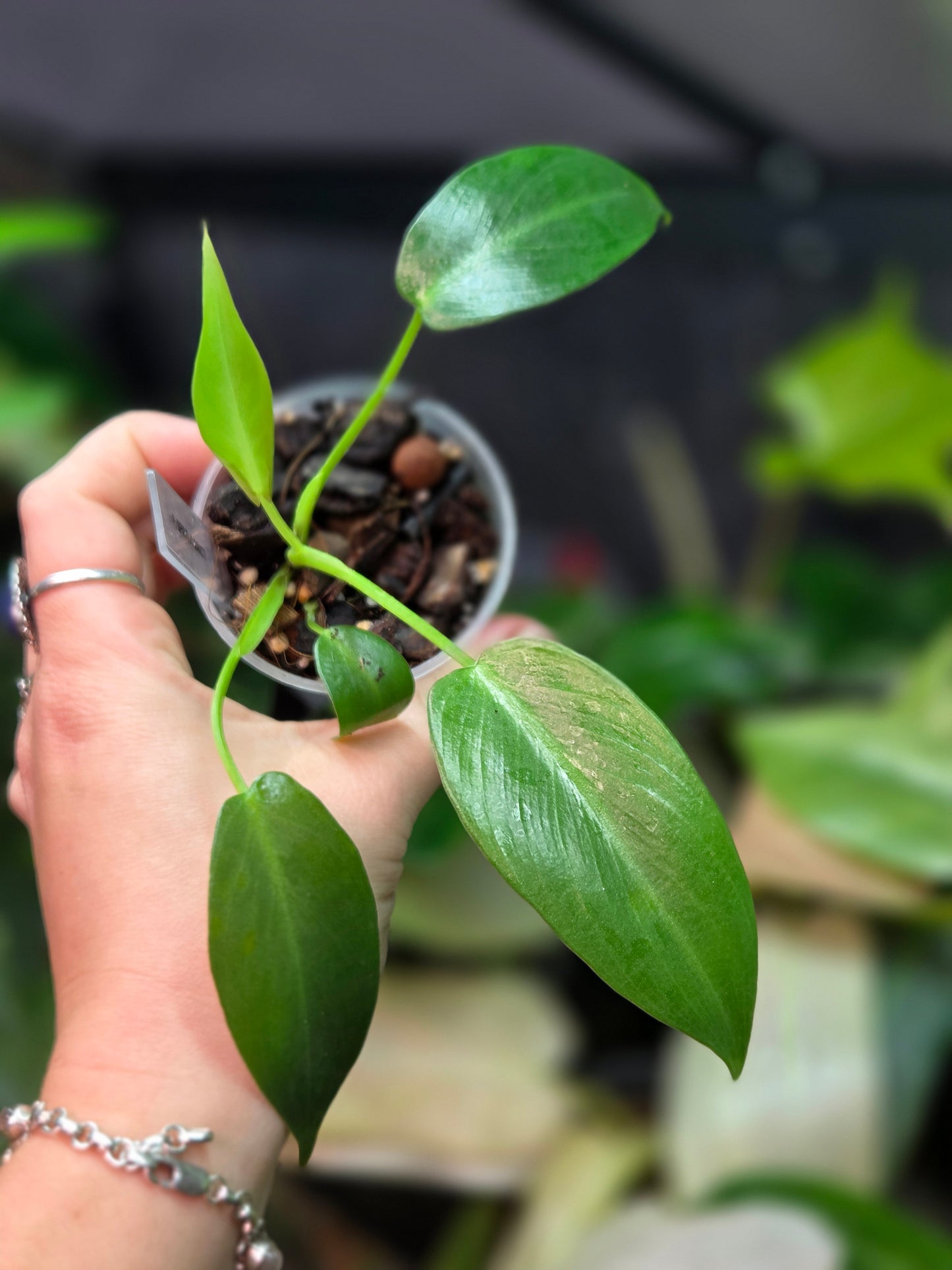 Philodendron Spiritus Sancti