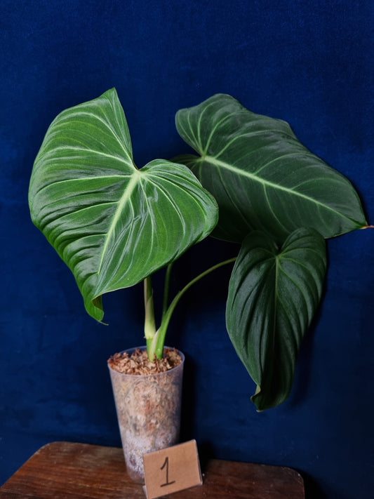 Philodendron Glorious