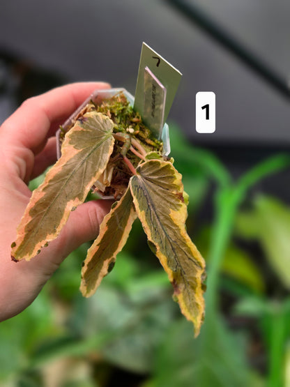 Begonia Dainty Spray Variegata
