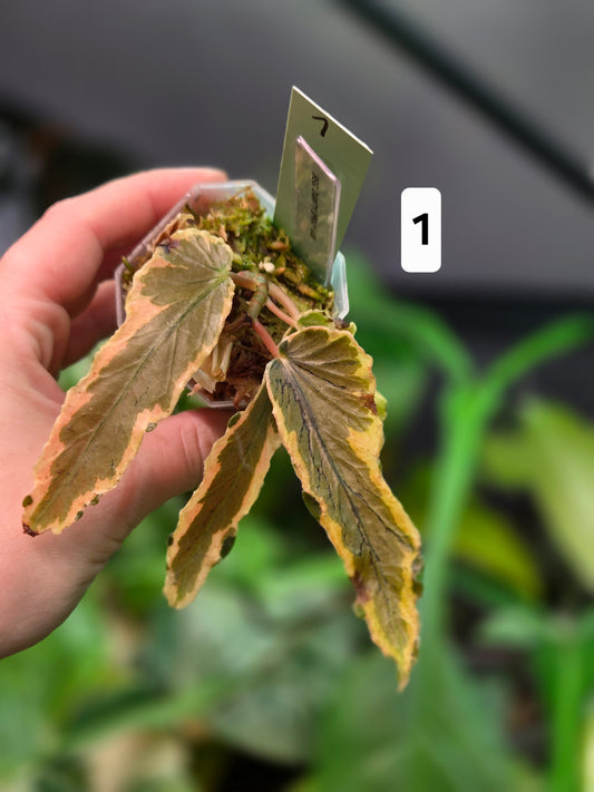 Begonia Dainty Spray Variegata