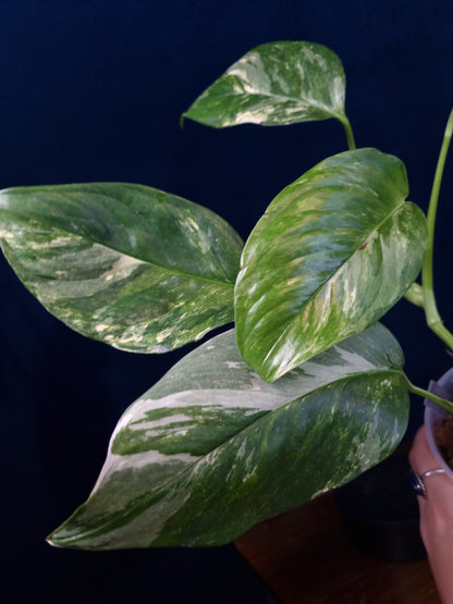 Monstera Lechleriana Variegata