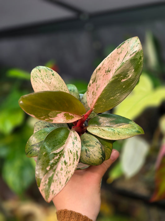 Philodendron Red Congo Marble Dwarf