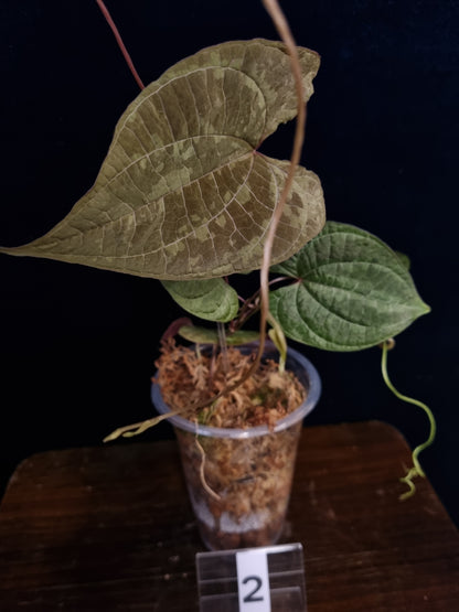 Dioscorea Discolor Medium