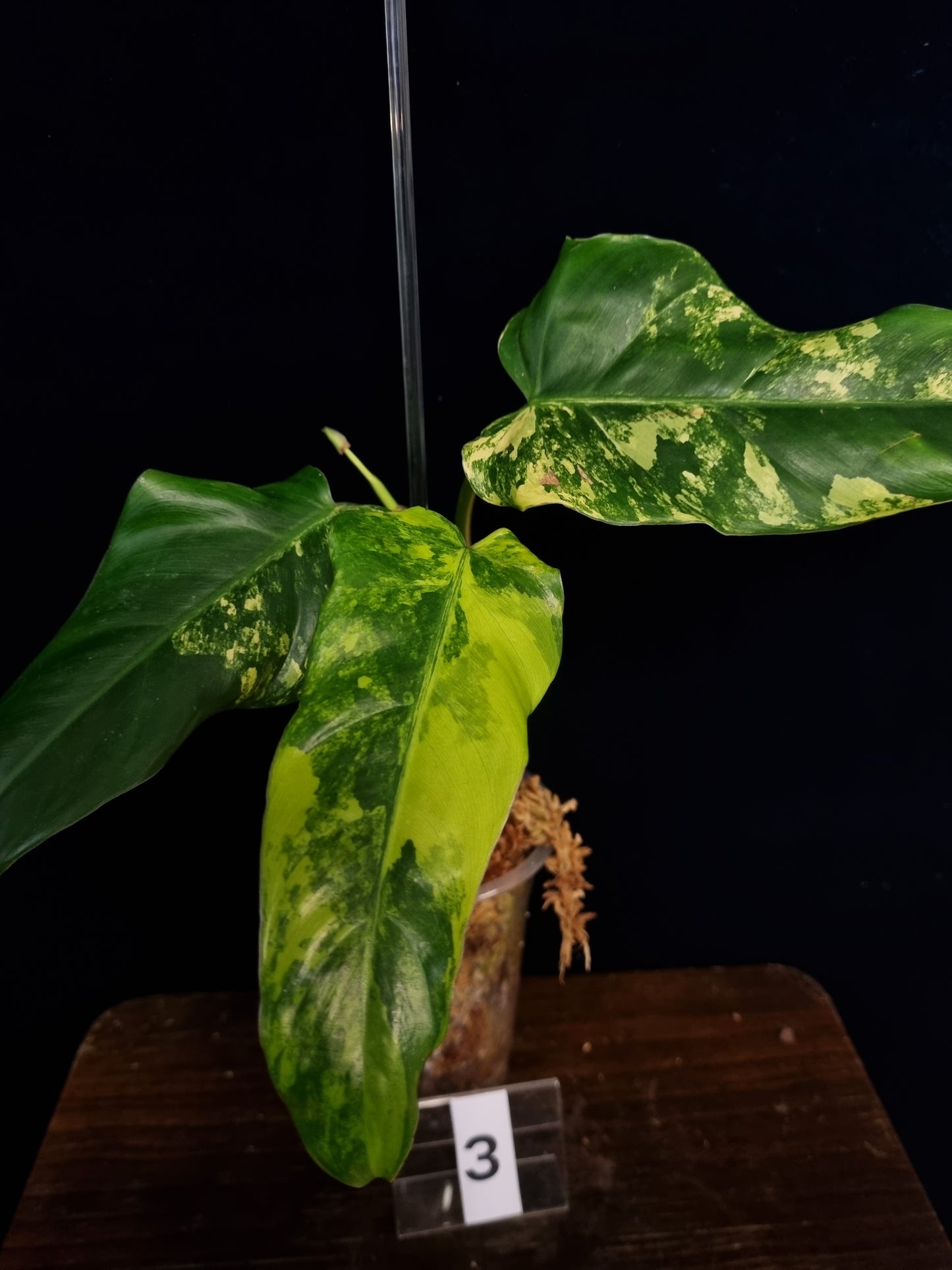 Philodendron Domesticum Variegata