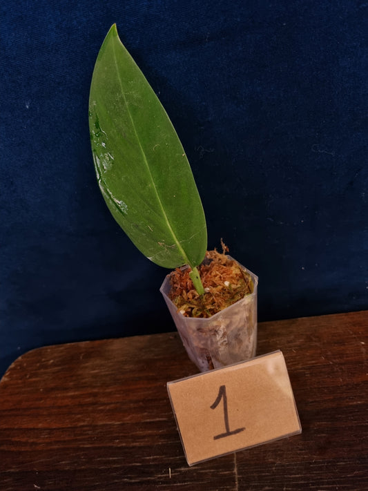 Monstera Velvet NO ID 'theplantaccount'