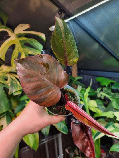 Philodendron Orange Princess