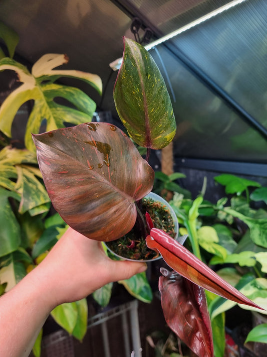 Philodendron Orange Princess