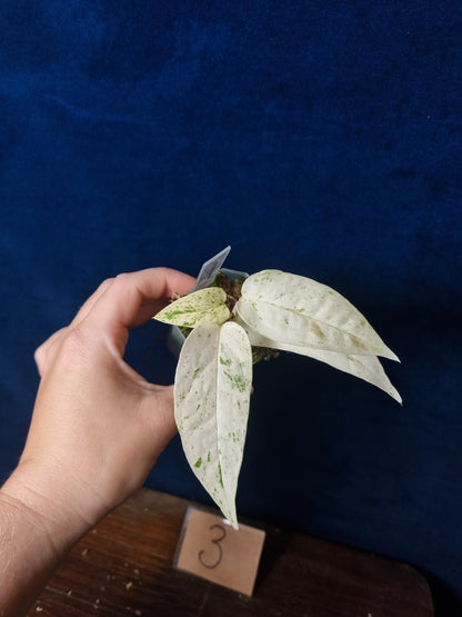 Epipremnum Pinnatum Cebu Blue Variegata