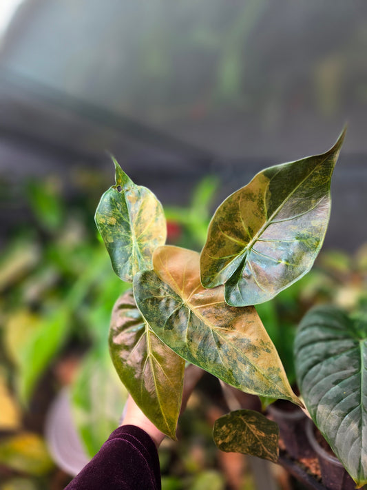 Alocasia Wentii Aurea