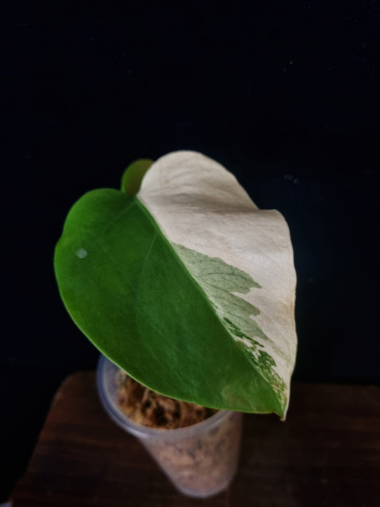 Monstera Deliciosa Albo Variegata