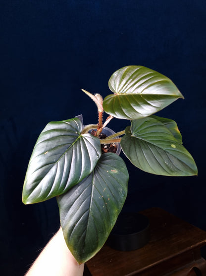 Philodendron Squamicaule Pink