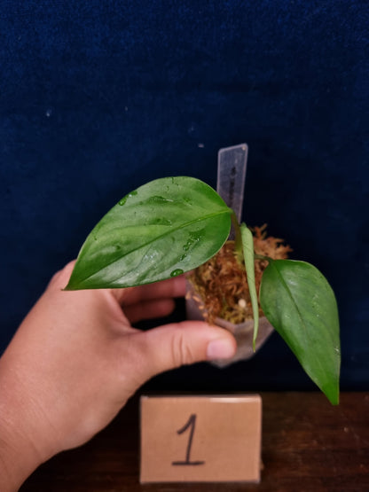 Monstera Obliqua Filamentous