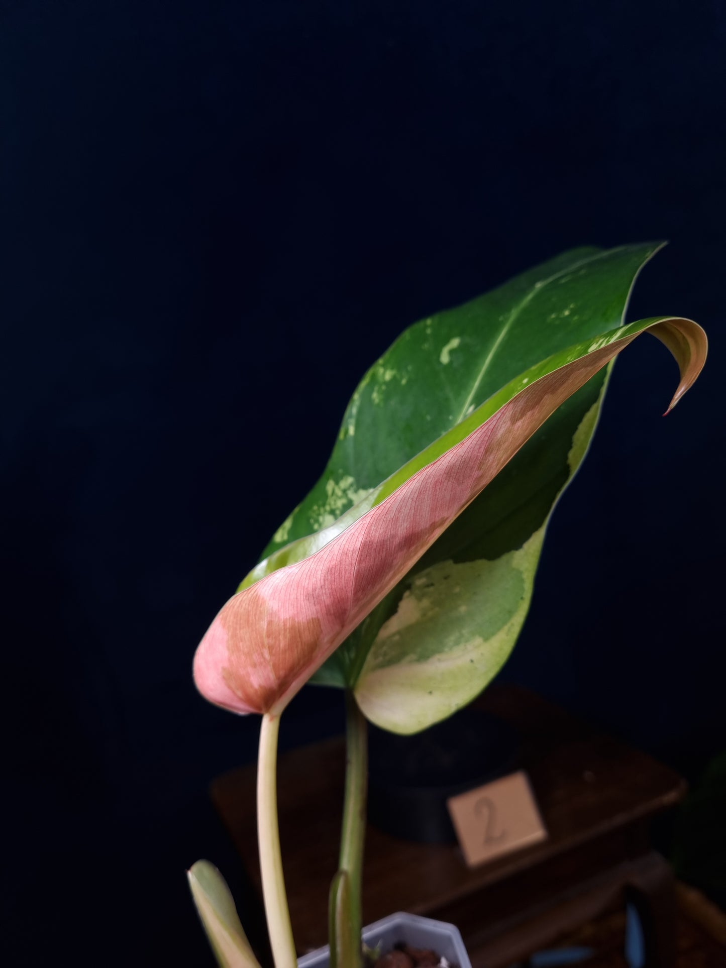 Philodendron Whipple Way Marble/Mint