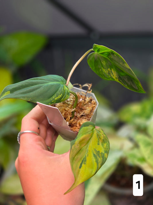 Philodendron Micans Variegata