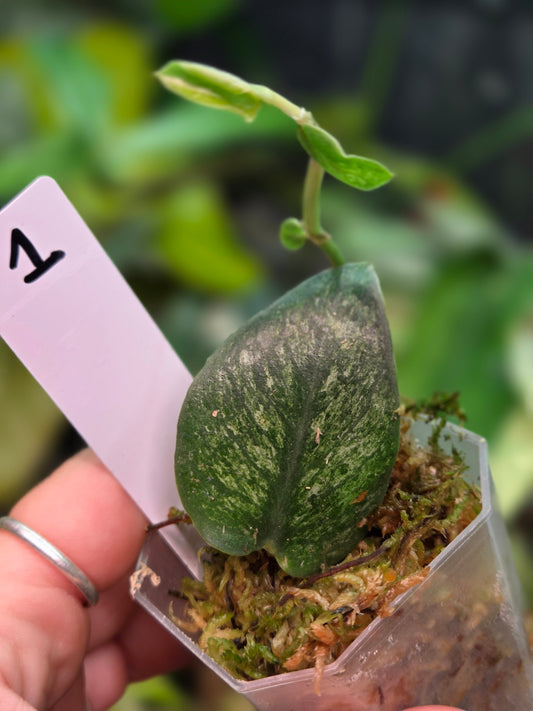 Rhaphidophora Hongkongensis Variegata