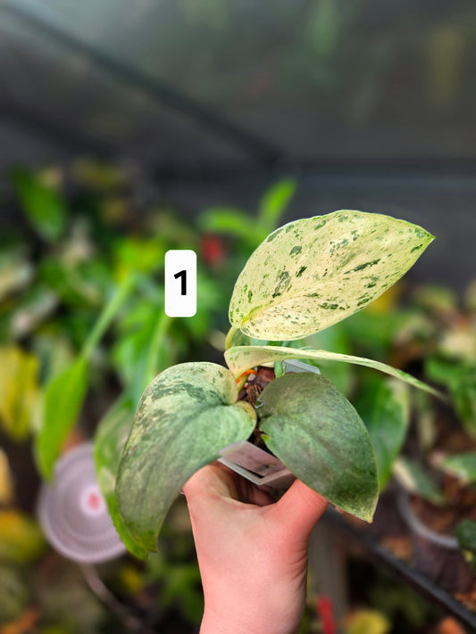 Scindapsus Jade Satin Marble Queen