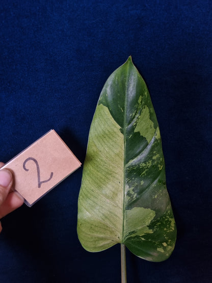 Philodendron Whipple Way Marble/Mint Leaf Cuttings