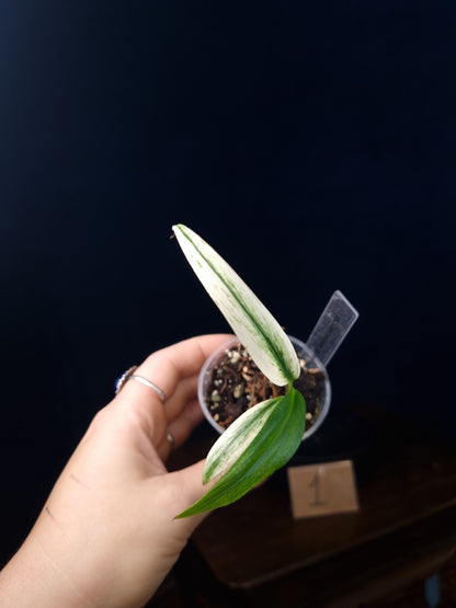 Epipremnum Amplissimum Silver Stripe Variegata