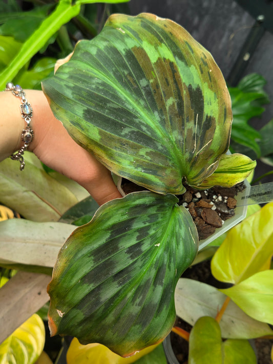 Kaempferia Pulchra Variegata