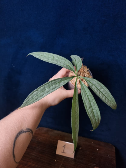 Anthurium Polyschistum x NOID