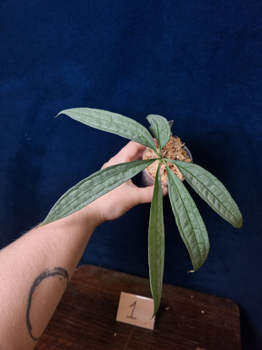 Anthurium Polyschistum x NOID