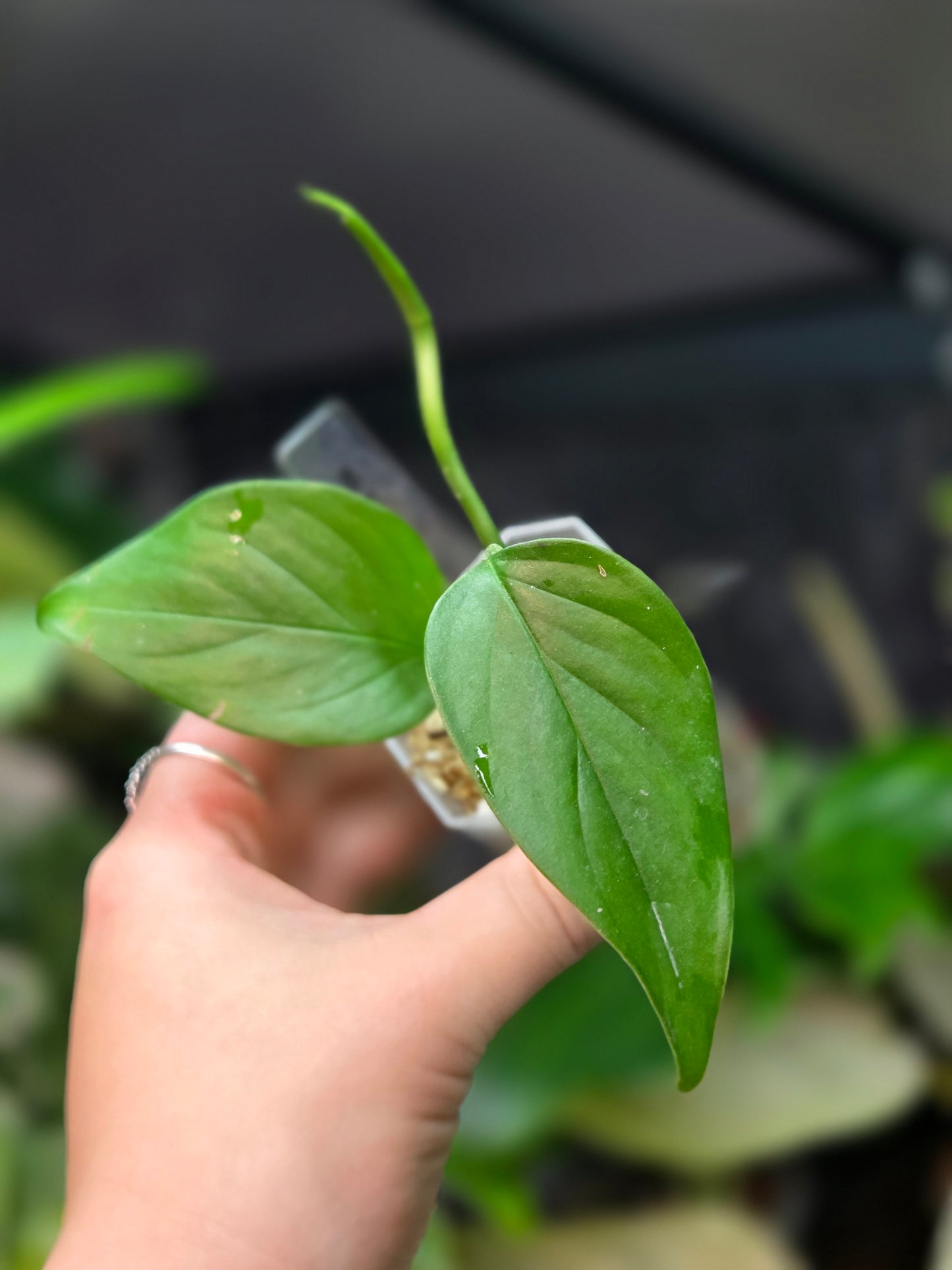 Monstera Aff. Obliqua Filamentous