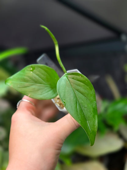 Monstera Aff. Obliqua Filamentous