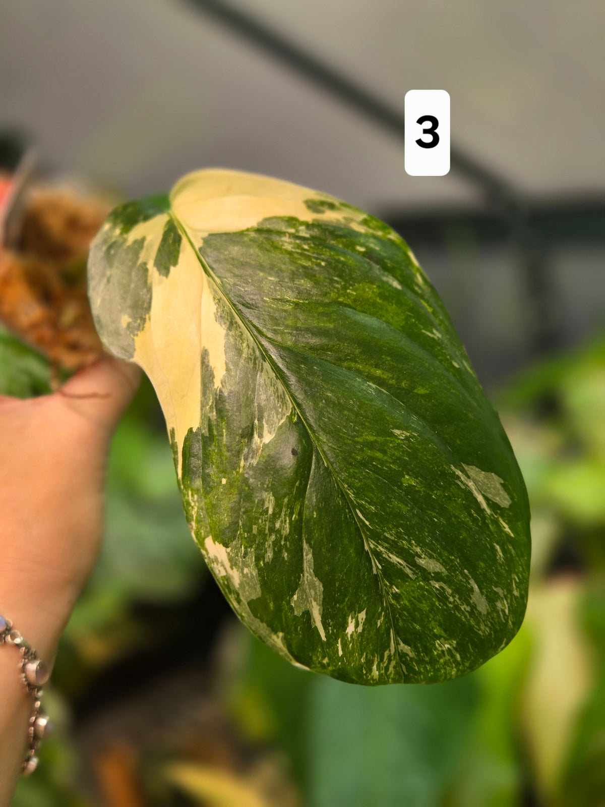 Monstera Lechleriana Variegata