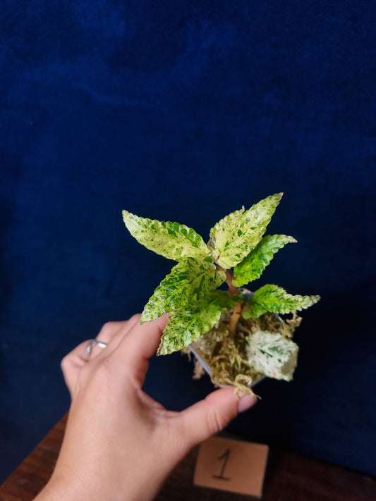 Pellonia Repens Variegata