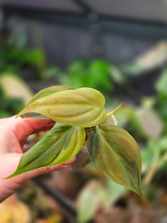 Philodendron Micans GOG Variegata