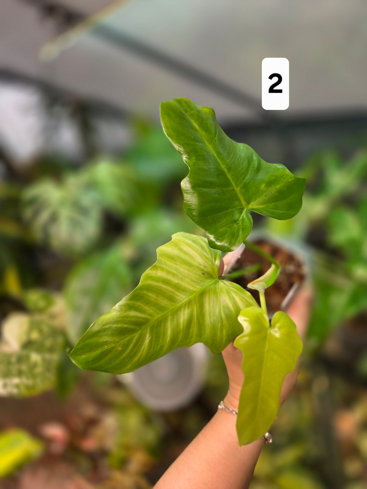 Philodendron Golden Dragon Mint