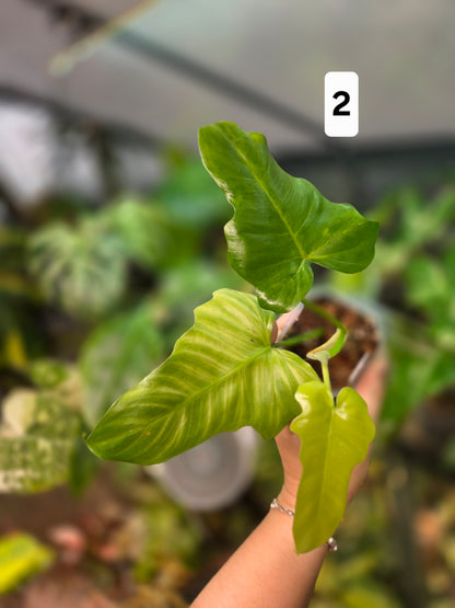 Philodendron Golden Dragon Mint