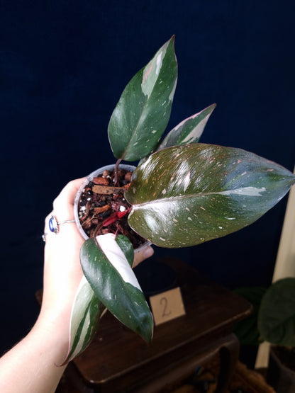 Philodendron Red Anderson