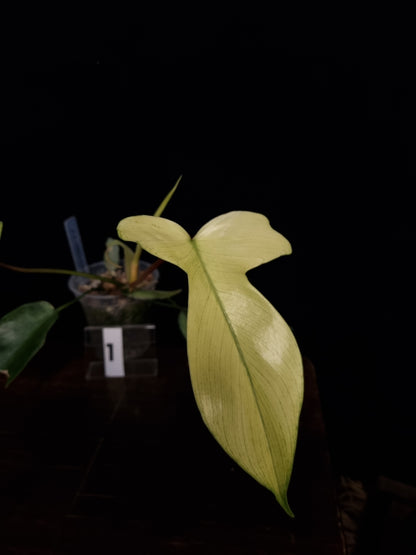 Philodendron Florida Ghost