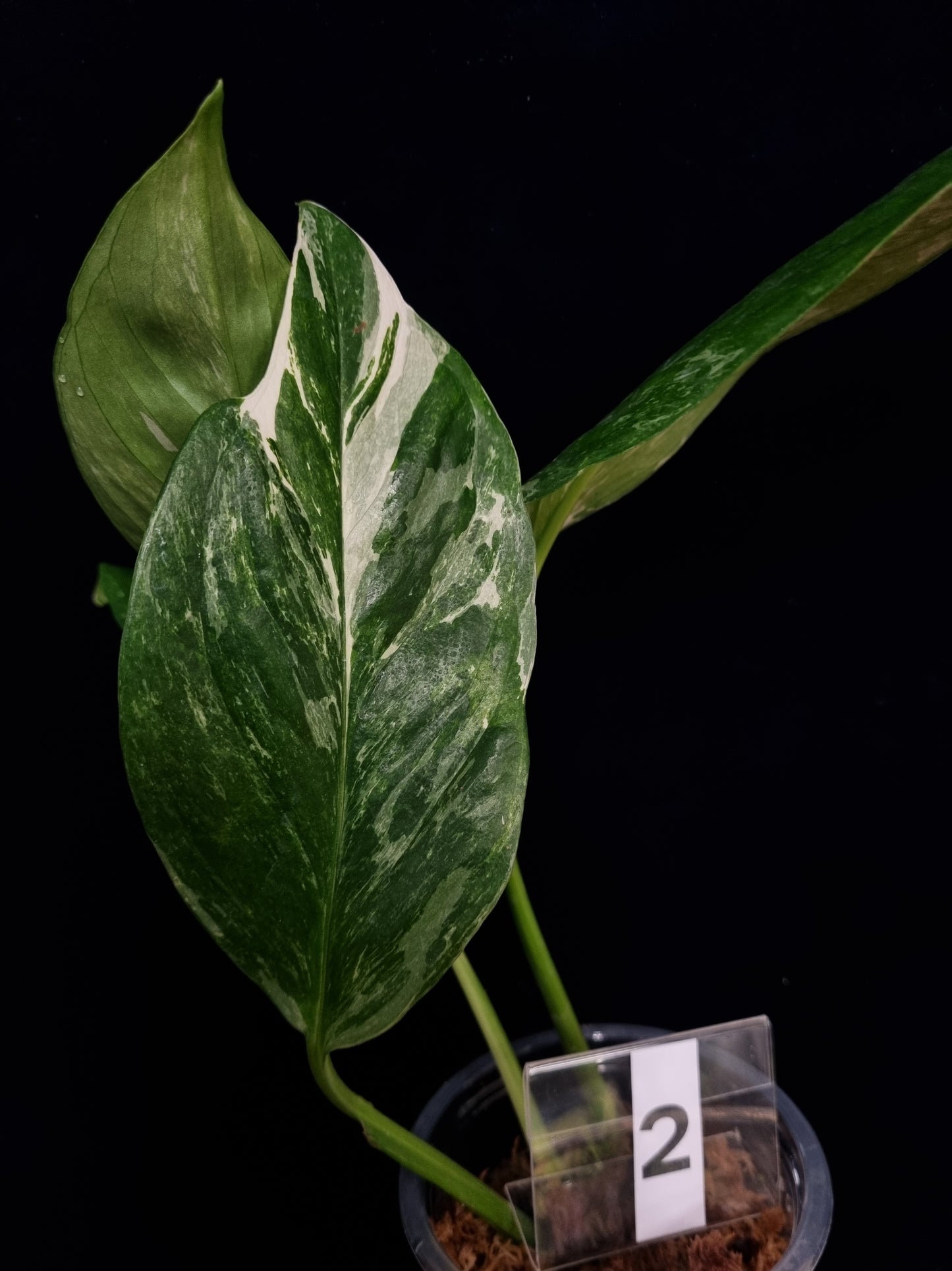 Monstera Lechleriana Variegata