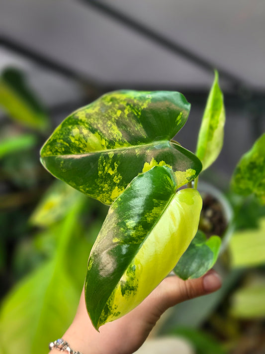 Philodendron Burle Marx Variegata