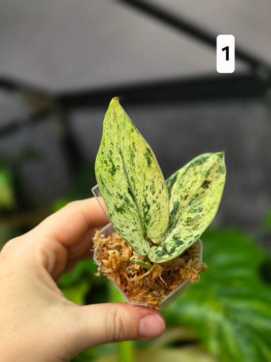 Scindapsus Jade Satin Marble Queen Small