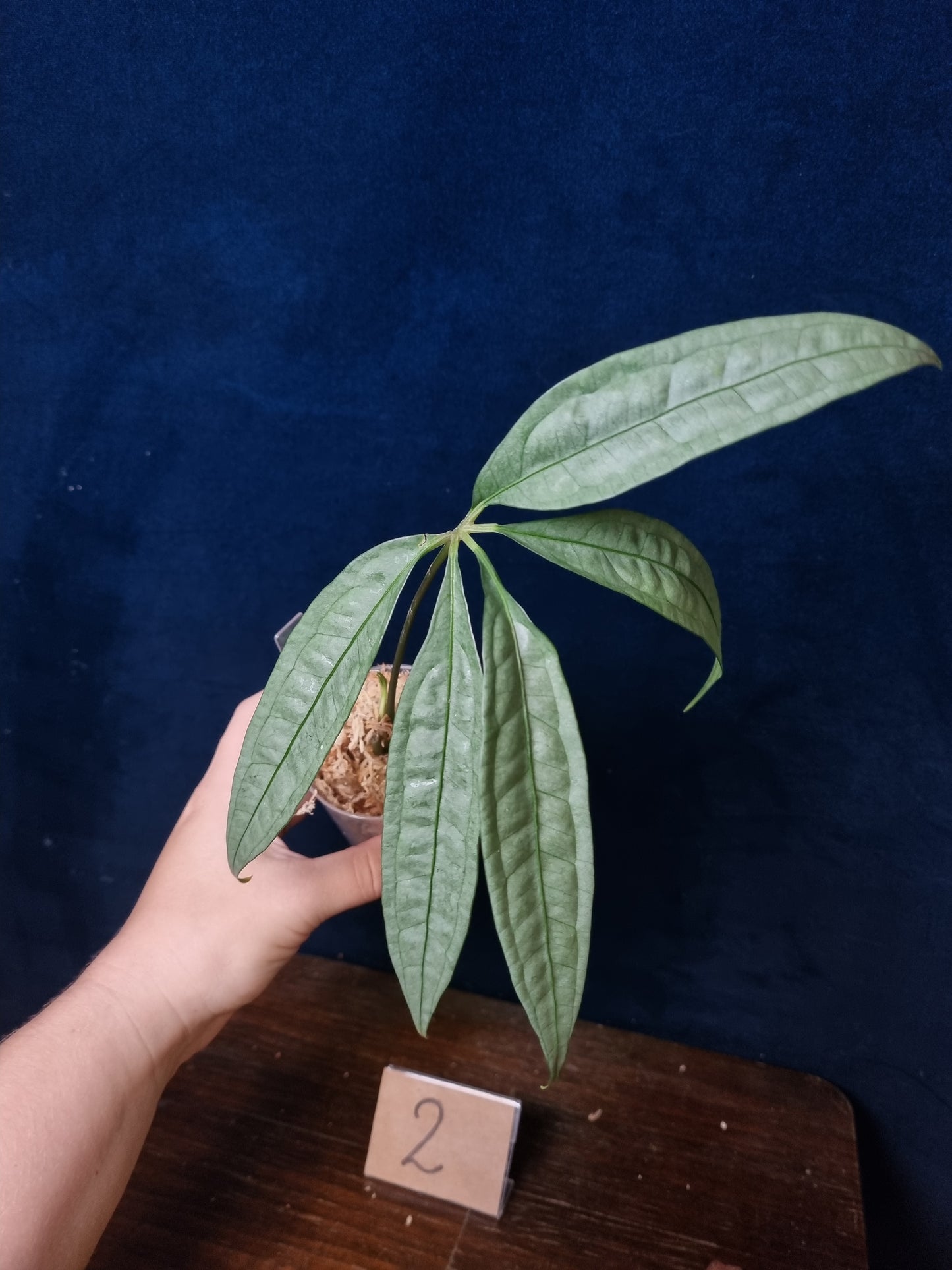 Anthurium Polyschistum x NOID