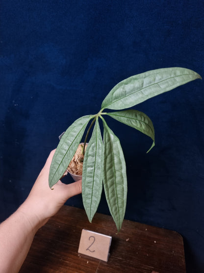 Anthurium Polyschistum x NOID