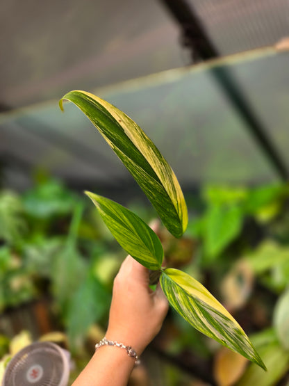 Epipremnum Amplissimum Aurea