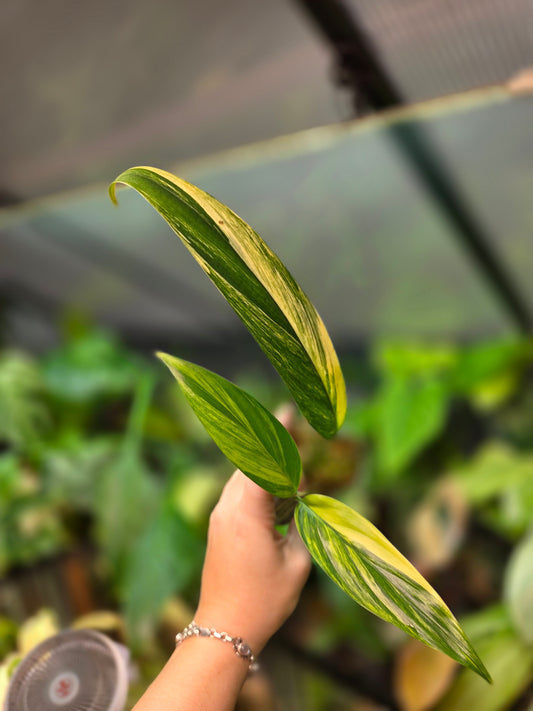 Epipremnum Amplissimum Aurea