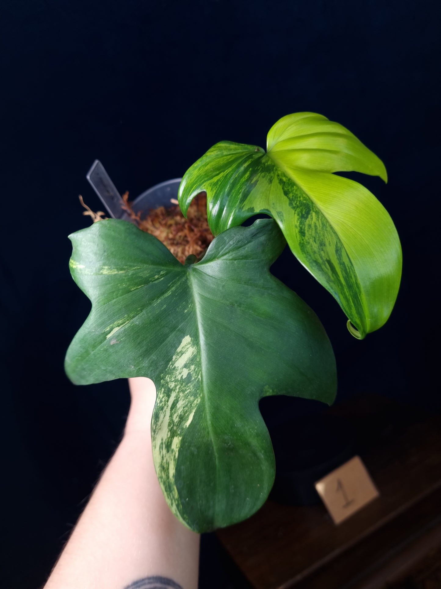 Philodendron Pedatum Variegata