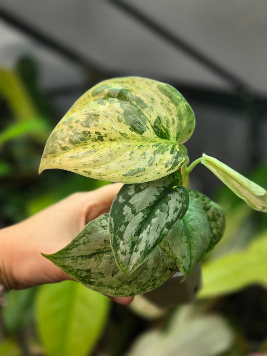 Scindapsus Peasun Medium