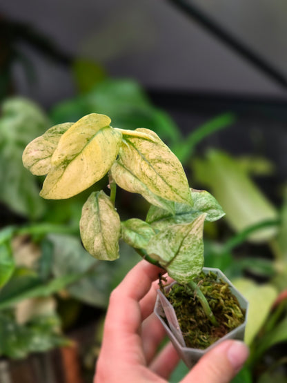 Rhaphidophora Puberula Variegata
