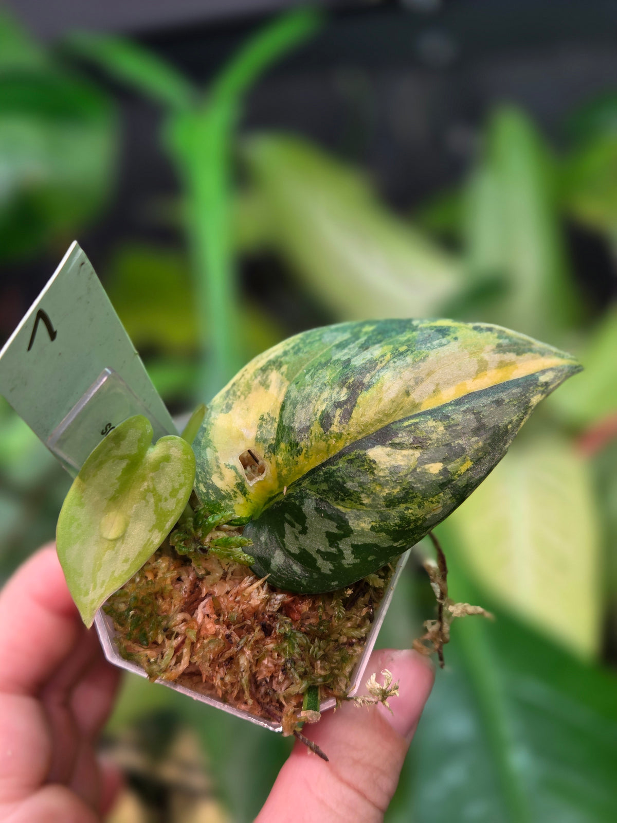 Scindapsus Apolaki