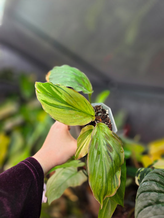 Kaempferia Pulchra Variegata