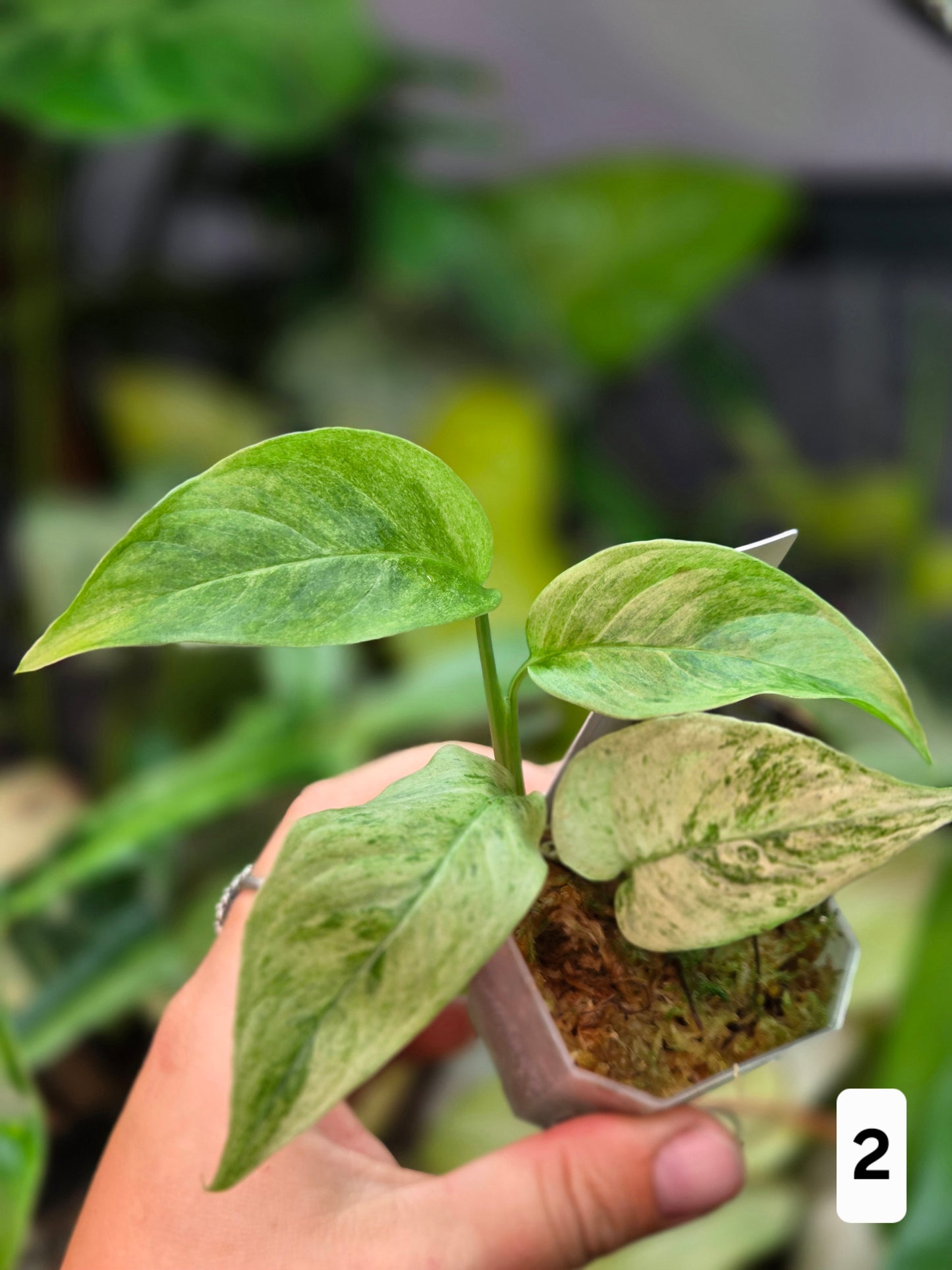 Monstera Laniata Mint