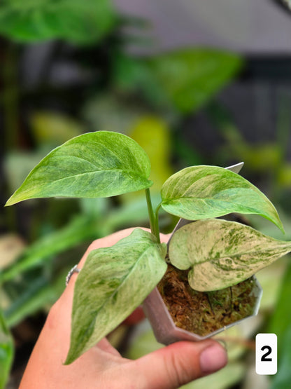 Monstera Laniata Mint
